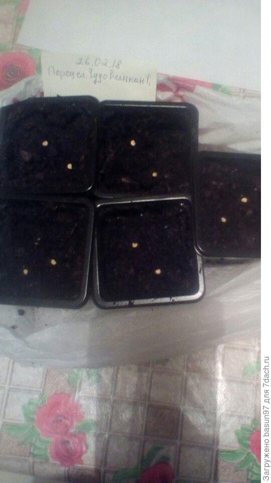 Посев в стаканчики