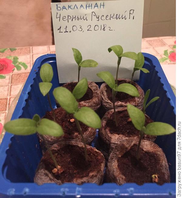 первые настоящие листочки