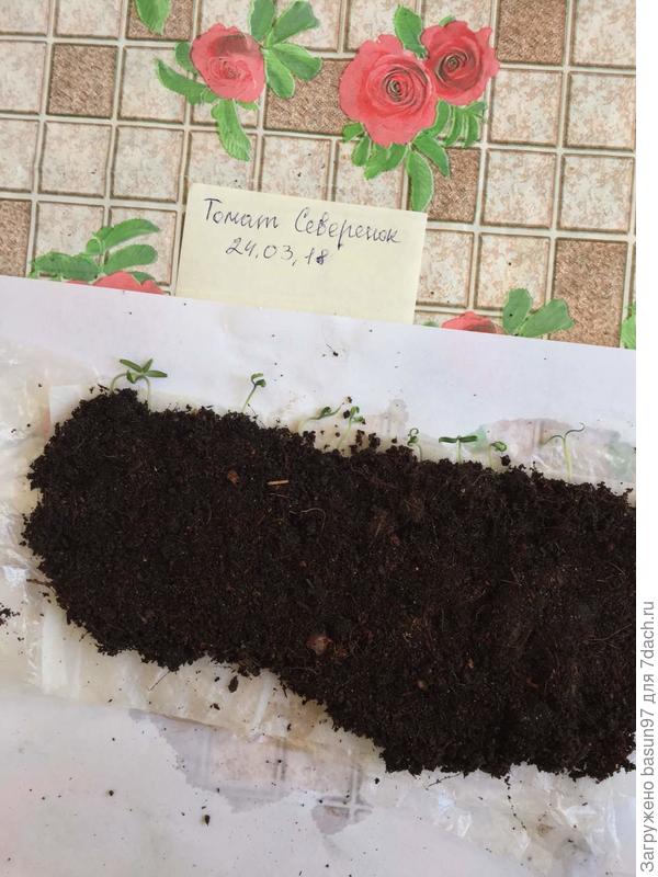 Северенок с землей