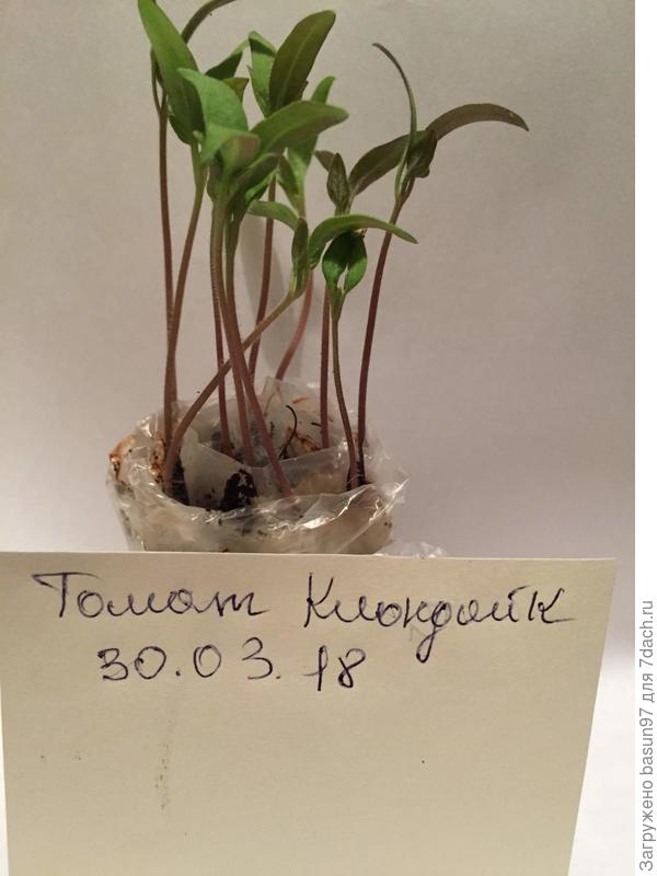 Клондайк в улитке первые листочки