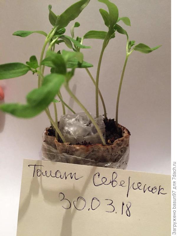 Северенок первые листики