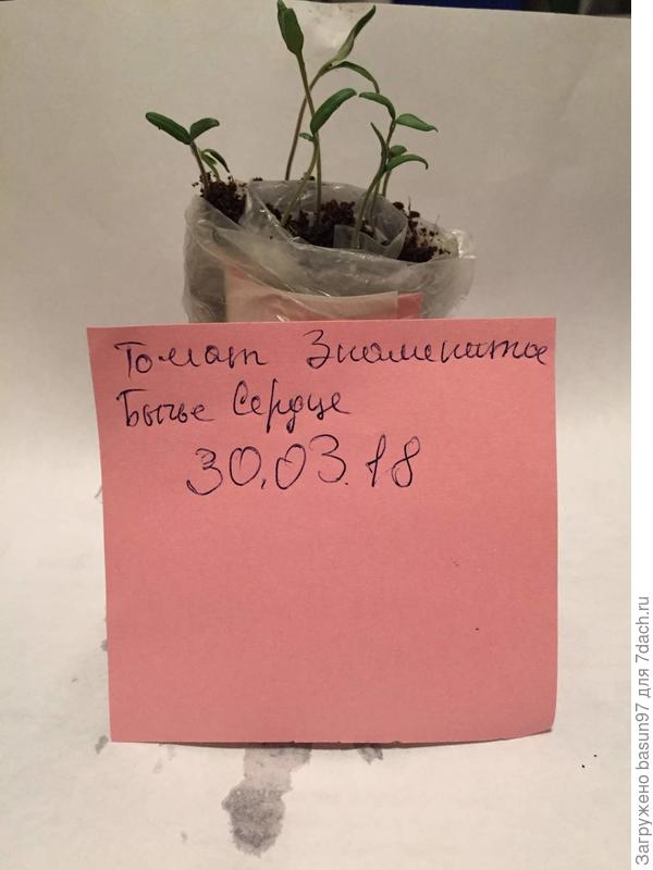 Знаменитое Бычье Сердце в улитке