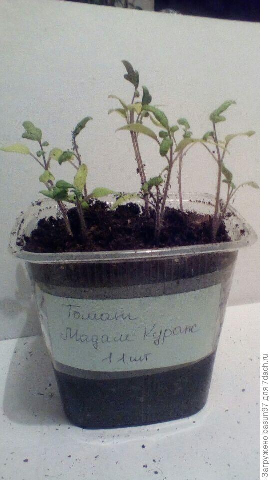 Пересадка