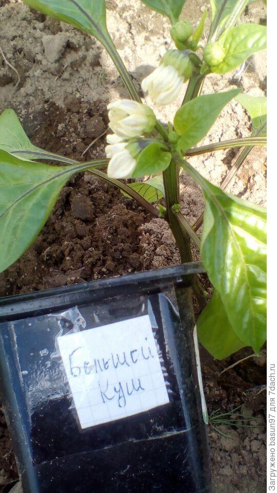 Перец сладкий Большой Куш.Цветение.