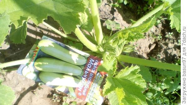 кабачок Мальчуган 26.06.18