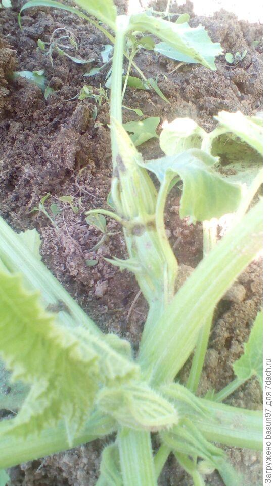 завязь впоследствии отвалилась