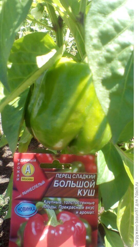 Перец сладкий Большой Куш