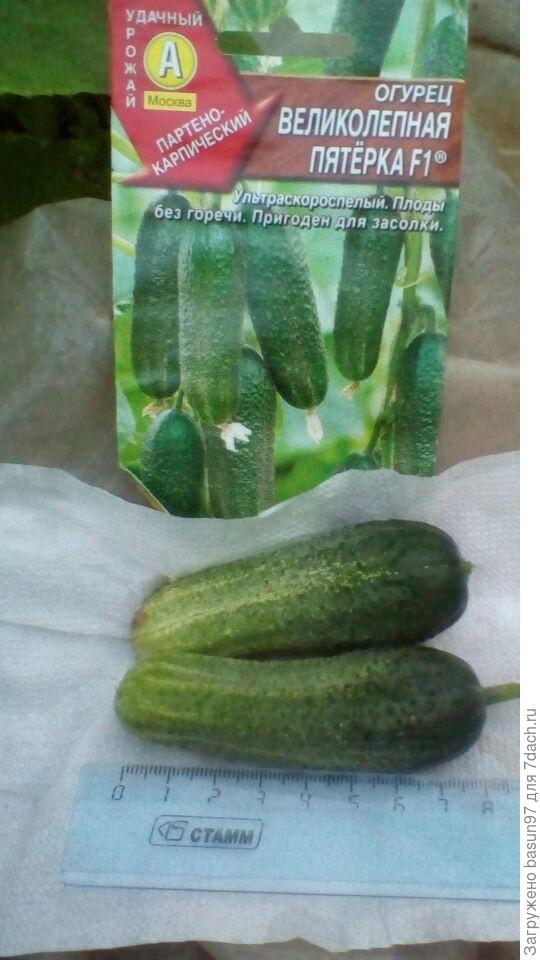 Великолепная пятерка в разрезе