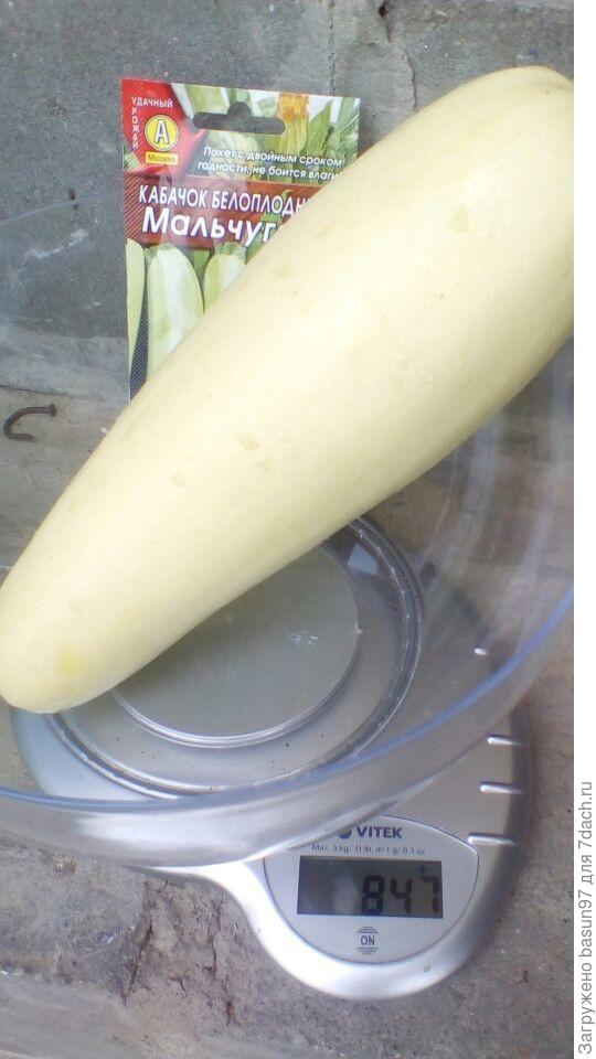 18.07.18. кабачок Мальчуган