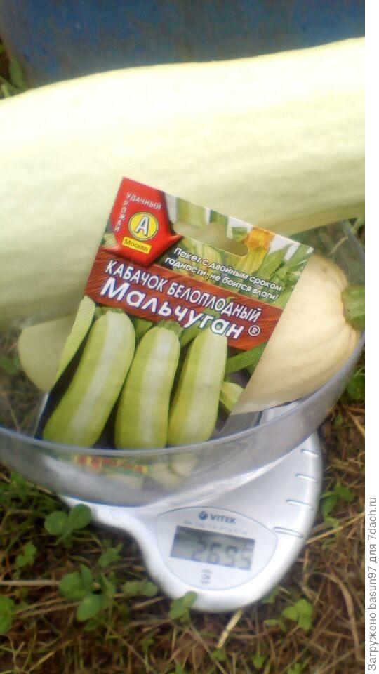 07.08.18.Кабачок Мальчуган