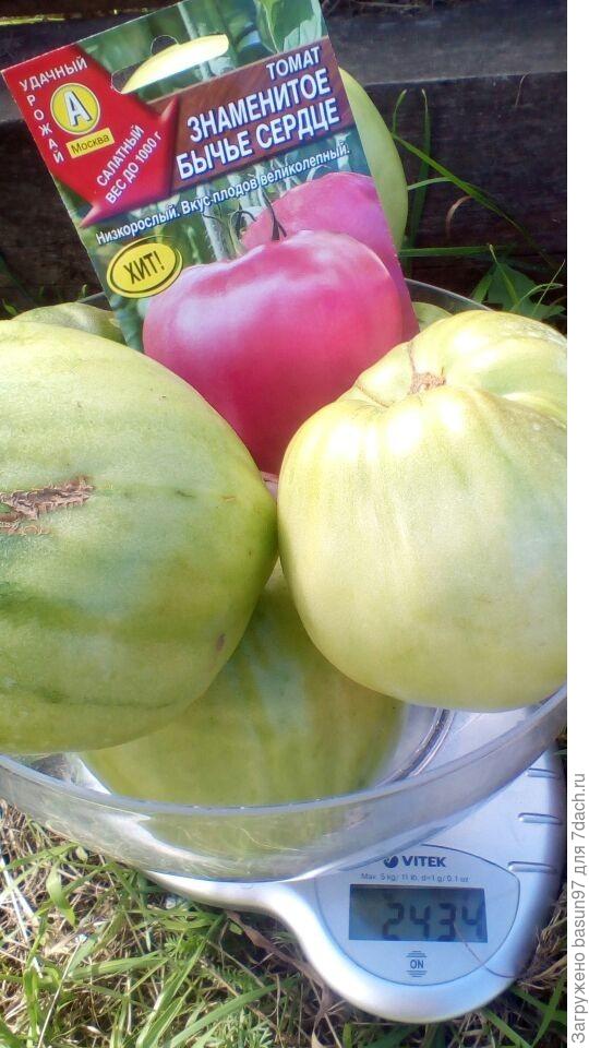 11.08.18. Знаменитое Бычье Сердце