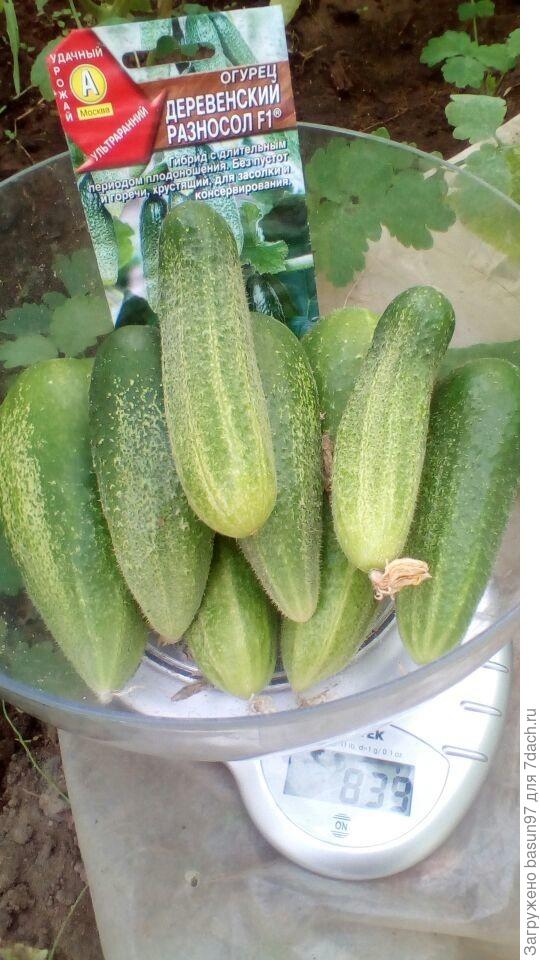 Деревенский разносол