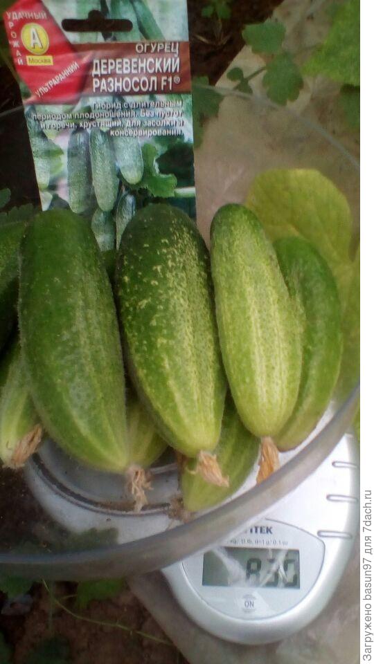 Деревенский разносол