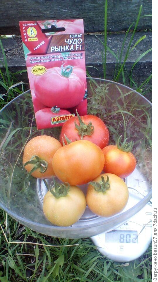 Чудо Рынка - теплица . С 8 кустов.