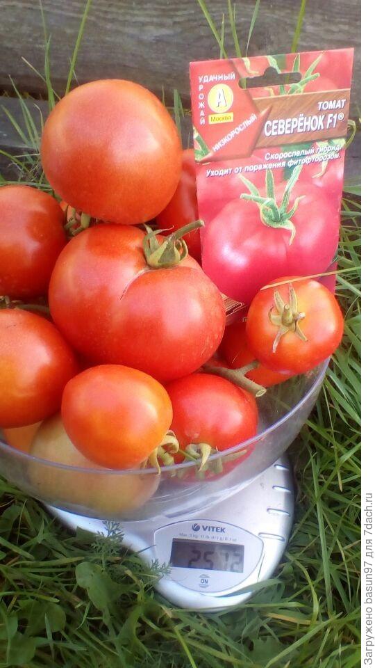 15.09.18.Томат Северенок.