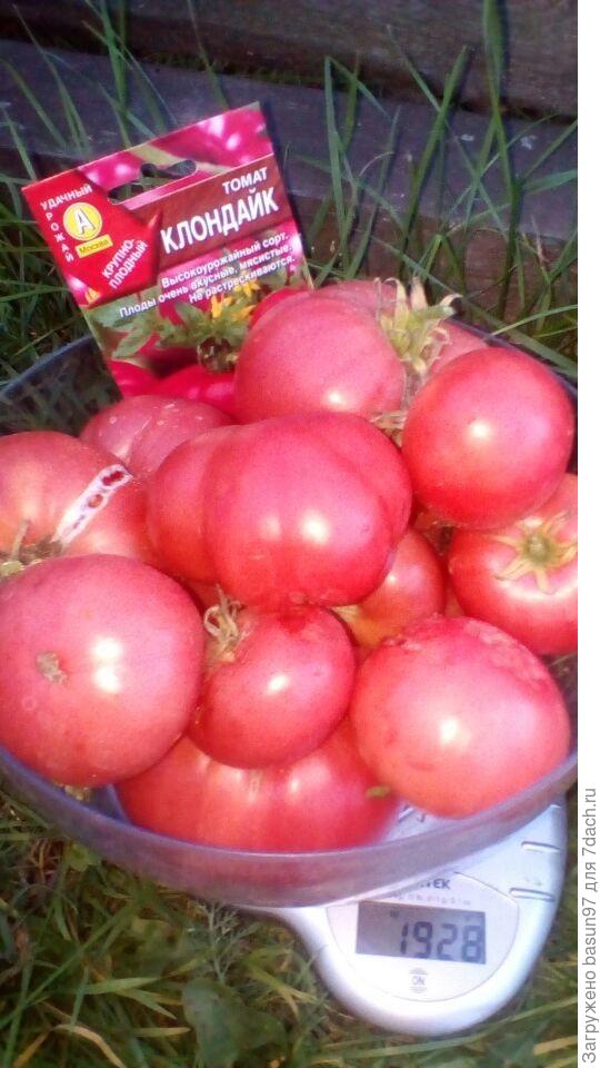 15.09.18.Томат Клондайк.
