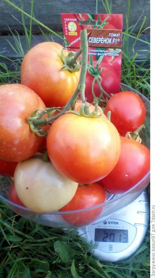 15.09.18.Томат Северенок.