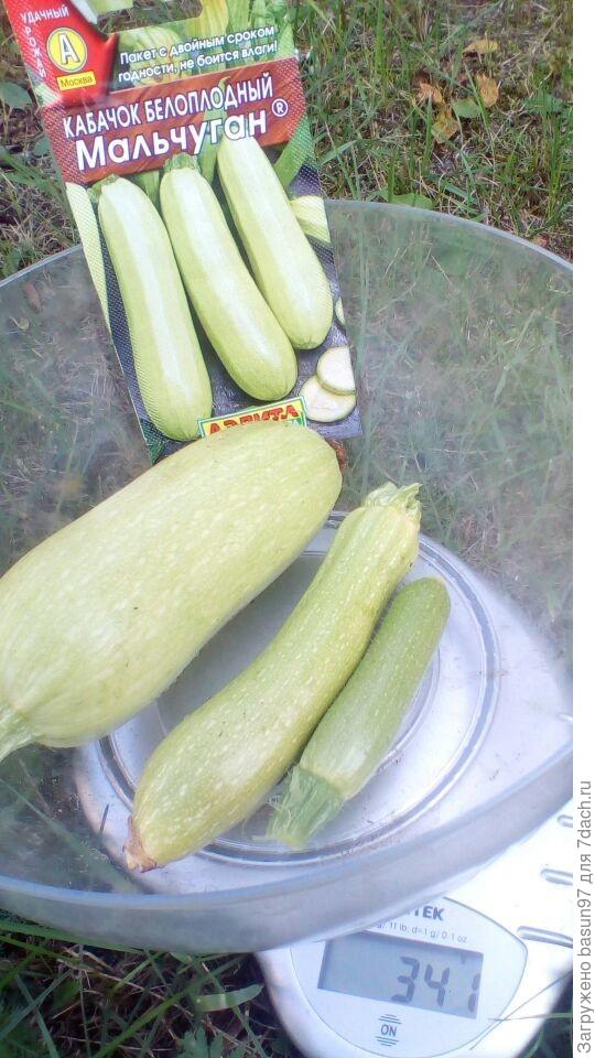 22.09.18.Кабачок белоплодный Мальчуган.