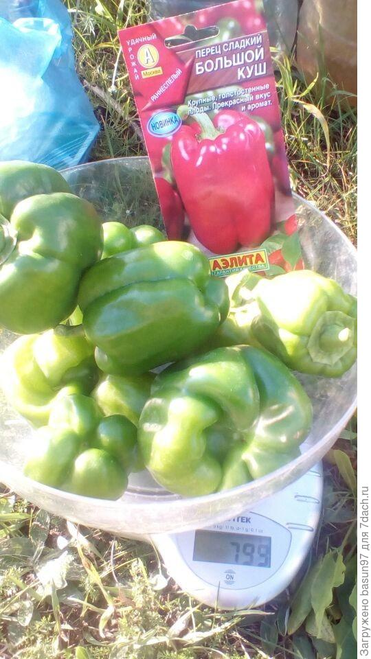 21.09.18.Перец сладкий Большой куш.