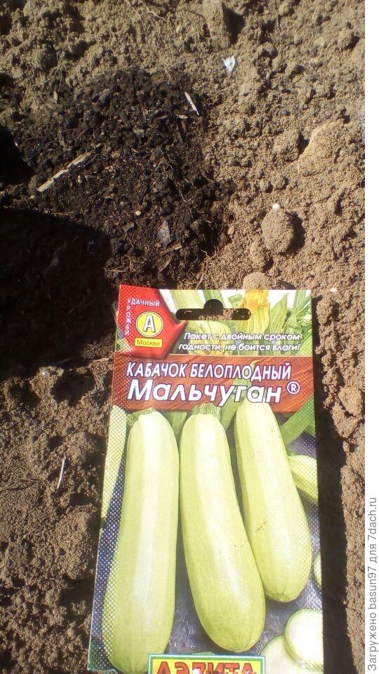 Посадка в грунт - сухими семенами