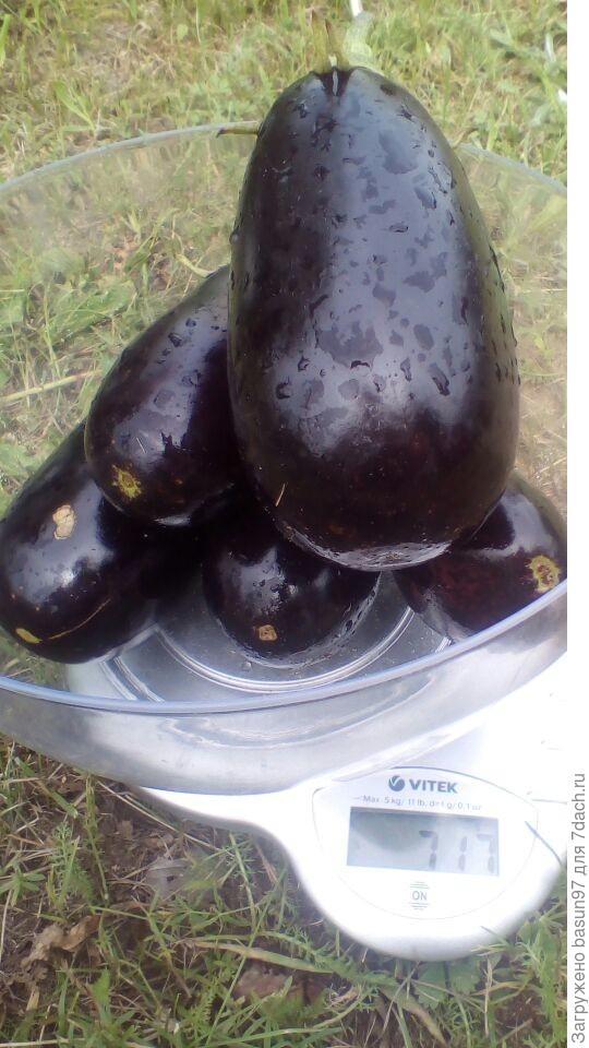 Первый урожай