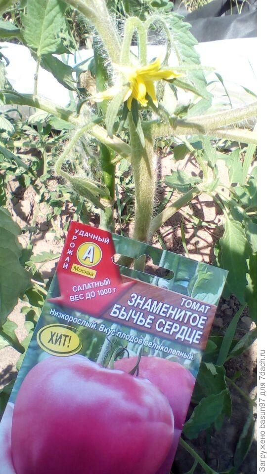Цветение