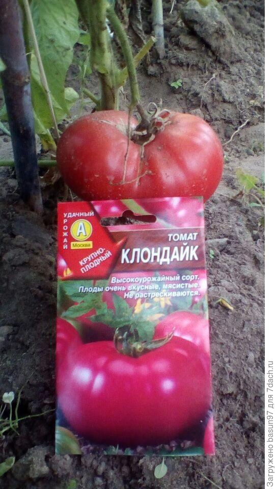 Первый плод