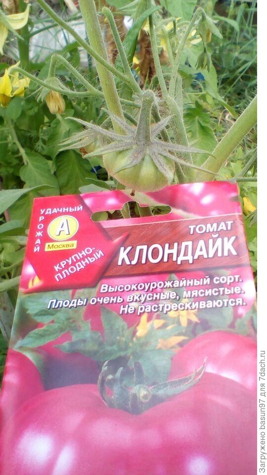 Первая завязь