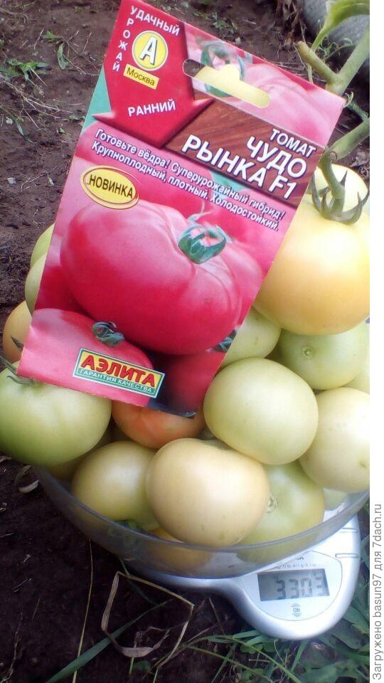 Томат Чудо Рынка (теплица )