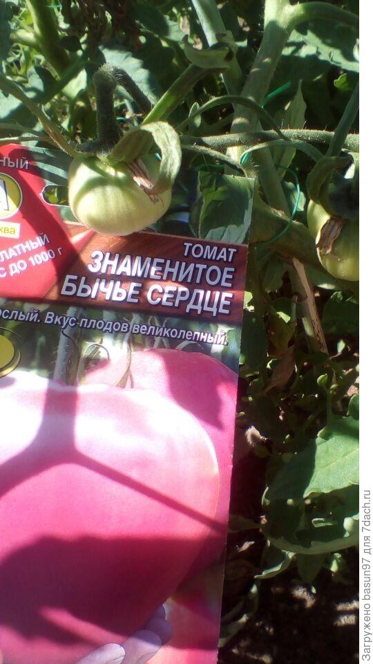 Первые завязи