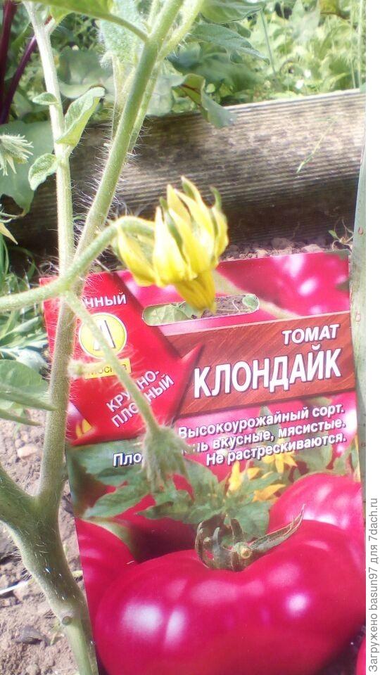 Цветение