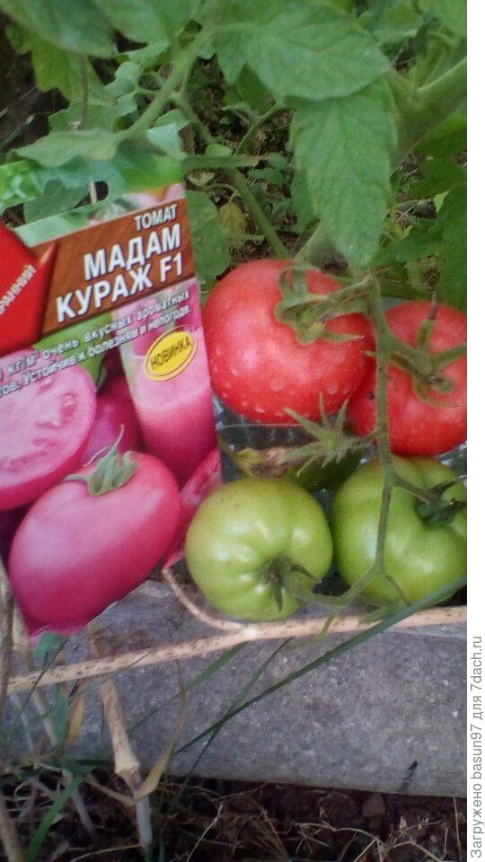 Наливаются плоды