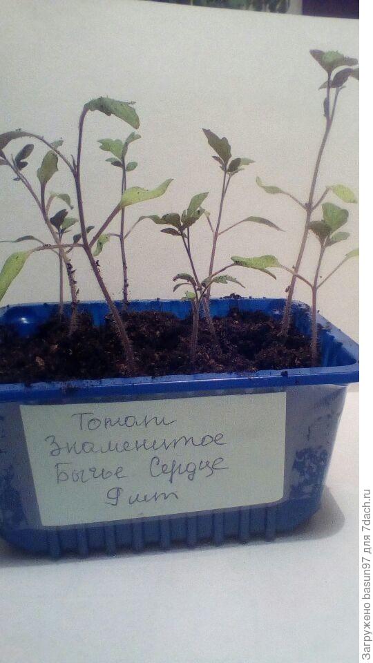 Пикировка