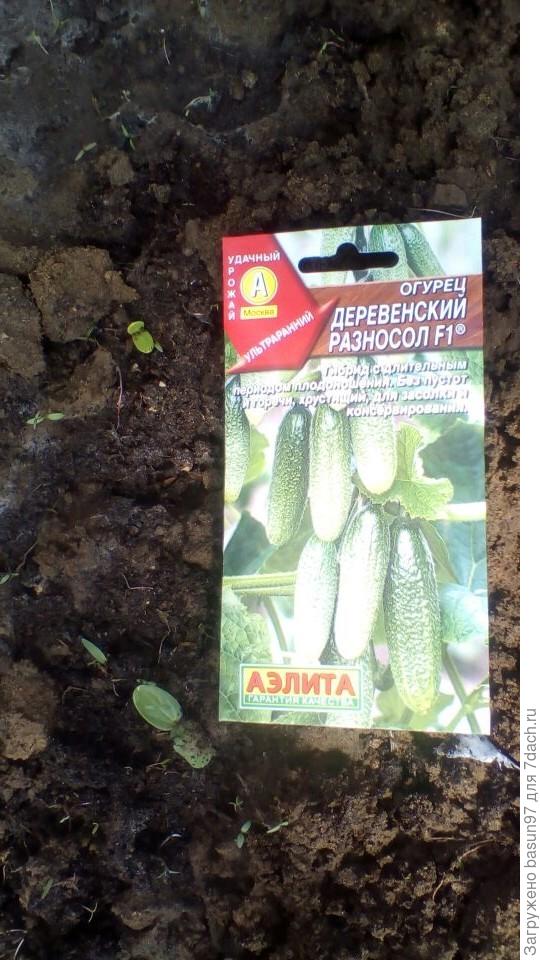 Всходы