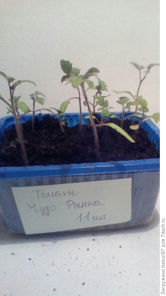 Пикировка