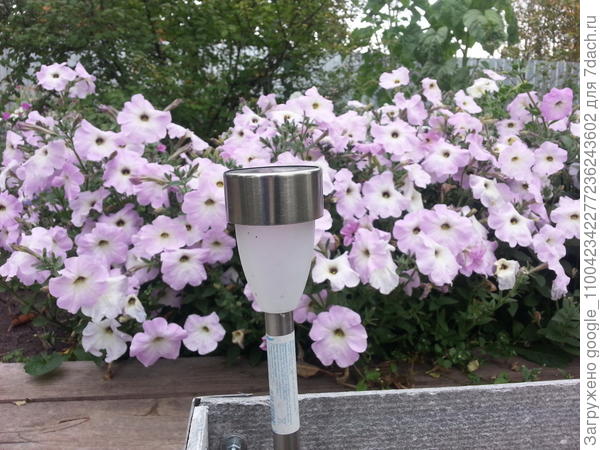 петуния обильноцветущая 2