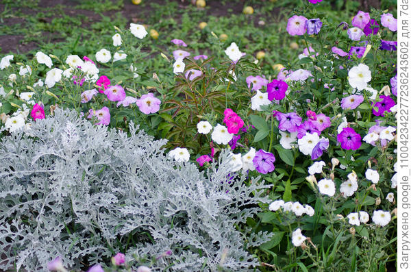 Петуния обильноцветущая