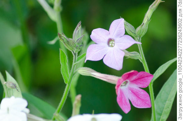 Душистый табак