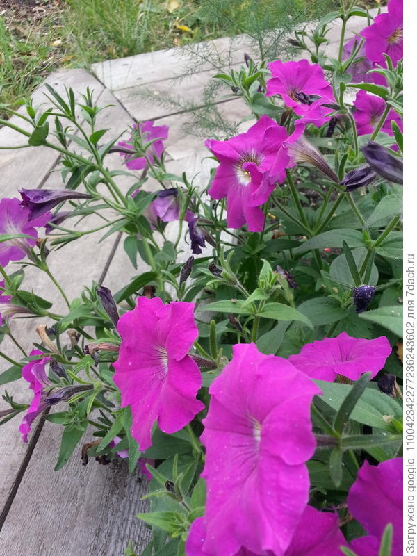 петуния обильноцветущая
