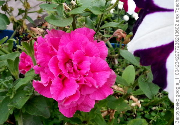 Петуния махровая