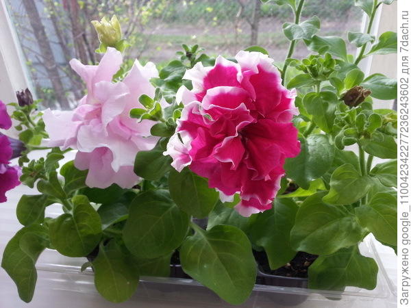 день высадки в грунт