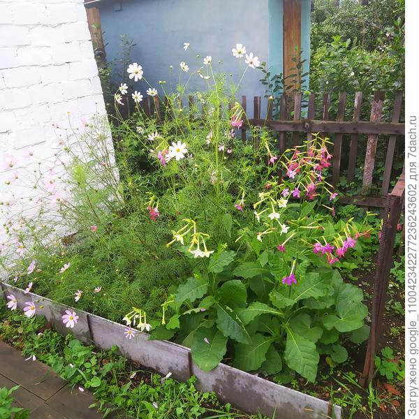 Душистый табак растет буквально в двух шагах через дорожку