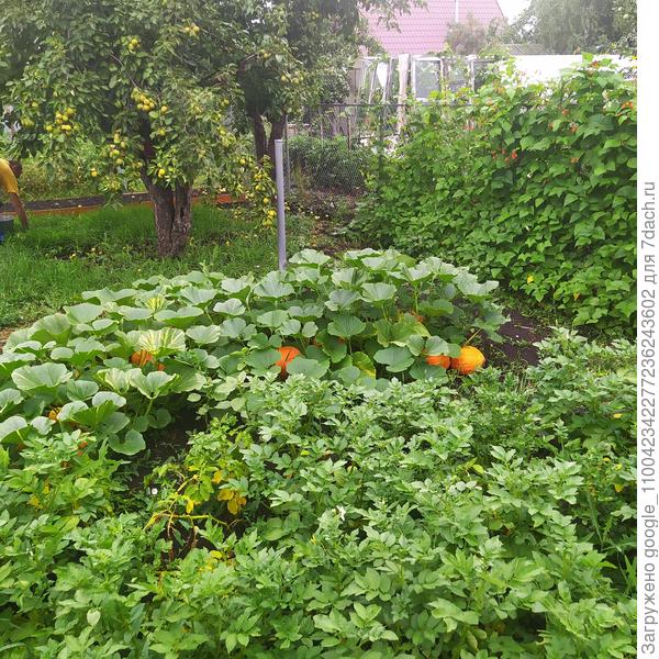 Здесь видно картошку, как она выглядит