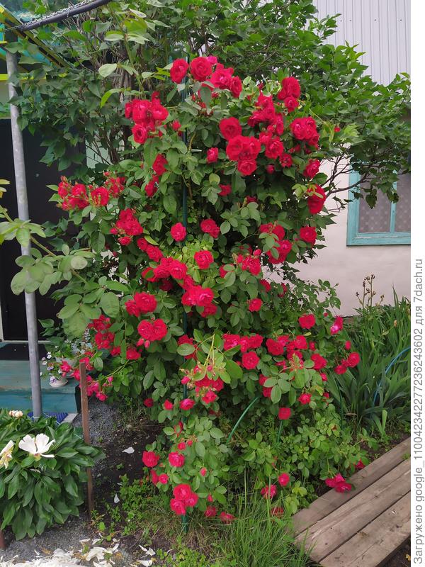 Наша красавица. Фото старое, сейчас она еще выше и шире