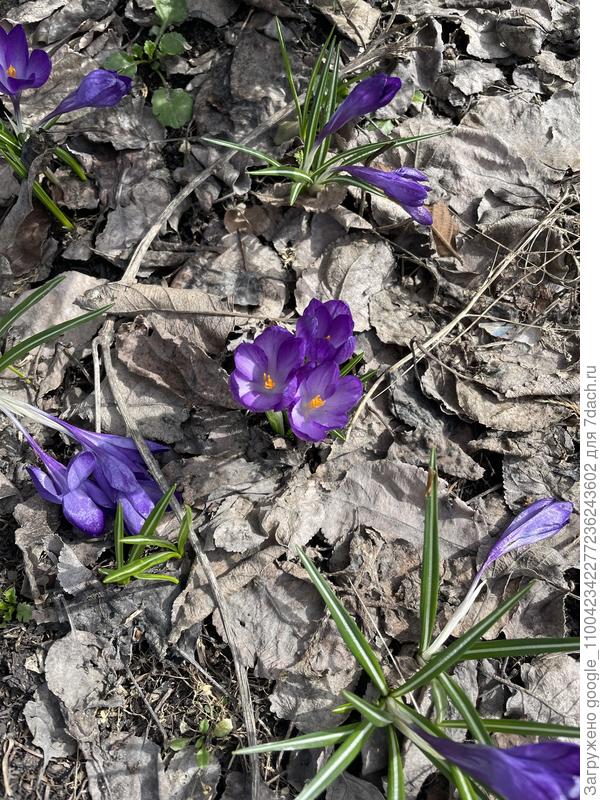 Крокусы