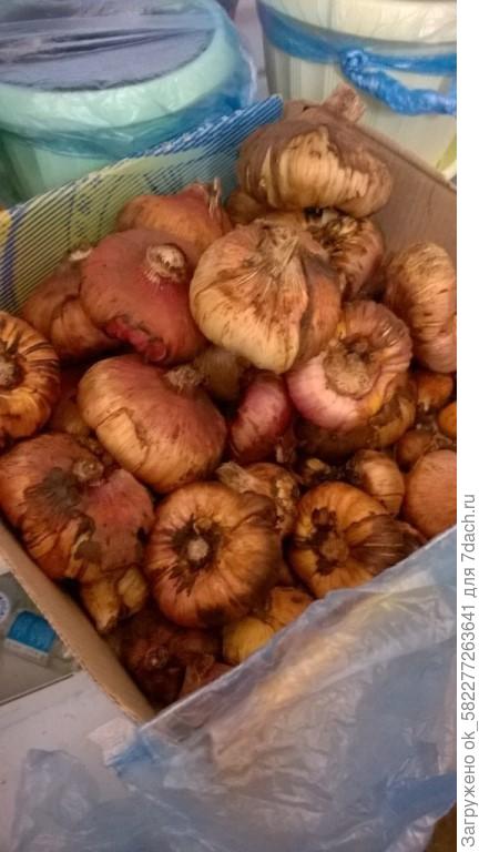 Луковицы гладиолусов ожидают посадочного сезона в холодильнике...это не все еще подкупила в этом году 40луковиц.Люблю цветы