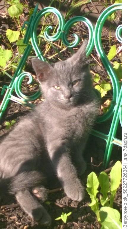 Наш котик Барсик