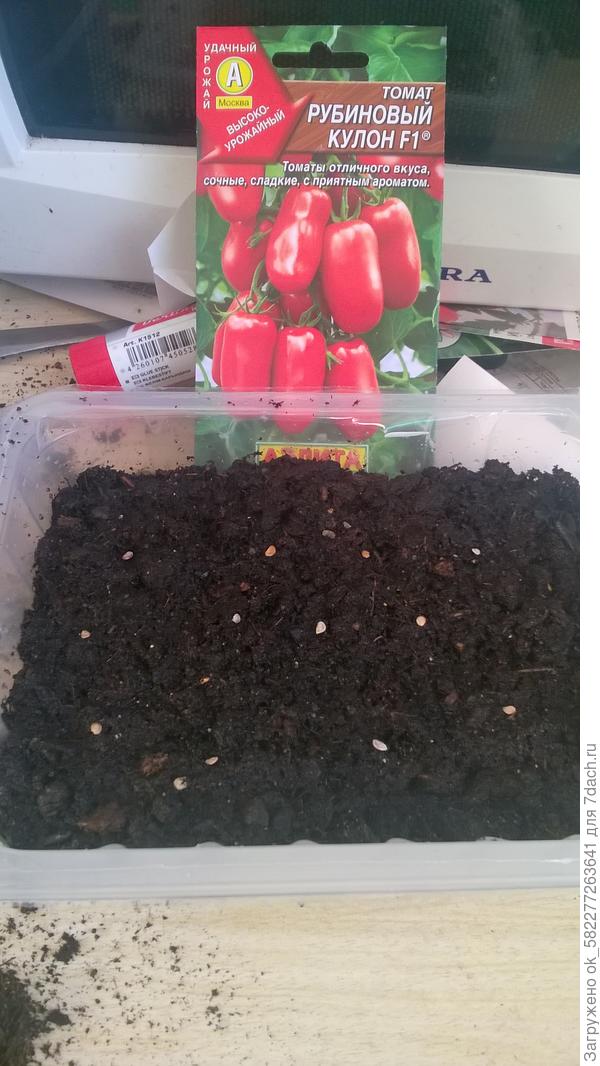 Посеяно 12семян томата рубиновый кулон..в покупной грунт.семена сухие...8.03.18