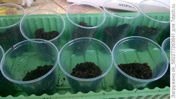 Посев семян томата в стаканчики без дна. Грунт покупной. Семена сухие.пролила посев водой с оберегом(6 капель на литр воды)
