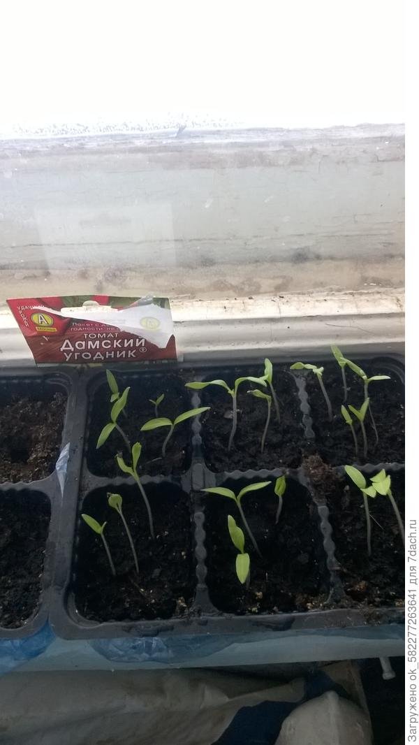 20.03.18 томат дамский угодник